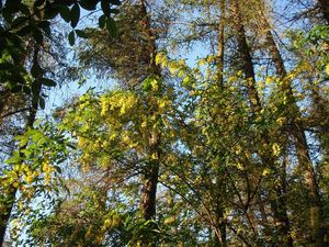 Štědřenec obecný (Laburnum anagyroides)