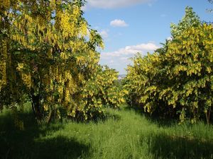 Štědřenec obecný (Laburnum anagyroides)