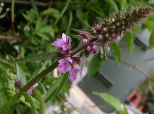 Čistec bahenní (Stachys palustris)