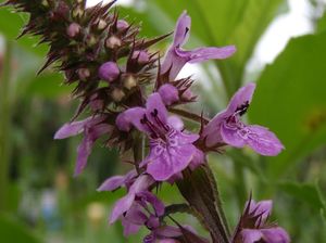 Čistec bahenní (Stachys palustris)