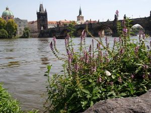 Čistec bahenní (Stachys palustris)