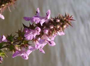 Čistec bahenní (Stachys palustris)