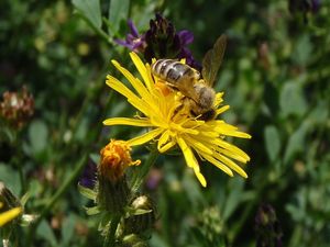 Škarda dvouletá (Crepis biennis)