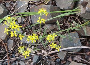 Trýzel škardolistý (Erysimum crepidifolium)