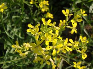 Trýzel škardolistý (Erysimum crepidifolium)