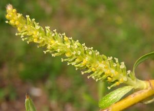 vrba babylonská - kultivary (Salix babylonica - cv.)