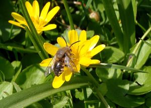 Orsej jarní (Ficaria verna)