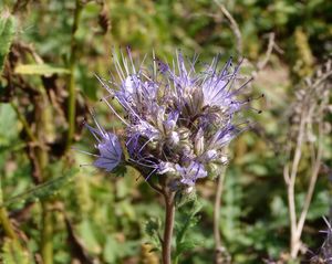 Svazenka vratičolistá (Phacelia tanacetifolia)