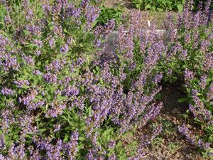 Šalvěj lékařská (Salvia officinalis)