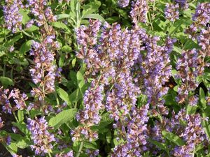 Šalvěj lékařská (Salvia officinalis)