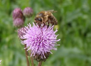 Pcháč rolní /oset/ (Cirsium arvense)