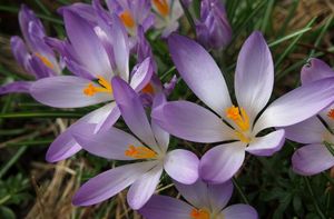 Šafrán jarní (Crosus vernus)