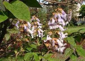 Pavlovnie plstnatá (Paulownia tomentosa)