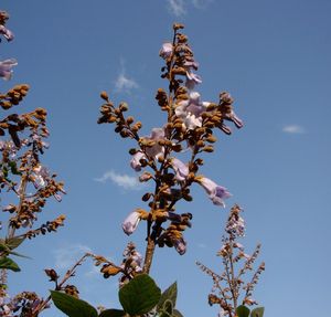 Pavlovnie plstnatá (Paulownia tomentosa)