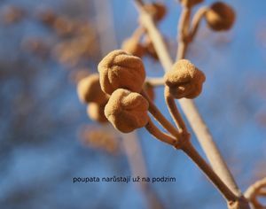 Pavlovnie plstnatá (Paulownia tomentosa)