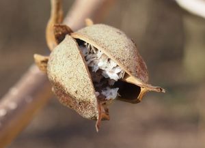 Pavlovnie plstnatá (Paulownia tomentosa)