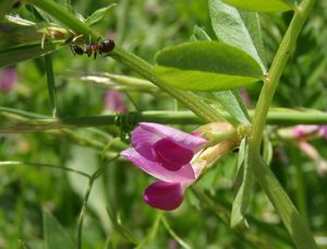 Vikev úzkolistá (Vicia angustifolia)