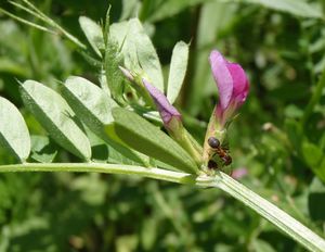 Vikev úzkolistá (Vicia angustifolia)