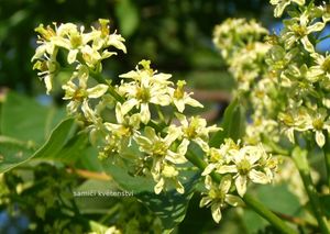 Pajasan žlaznatý (Ailanthus altissima)