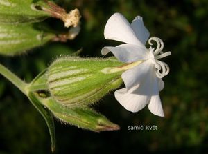 Silenka širolistá bílá (Silene latifolia Poiret, subsp. alba (Mill.) )