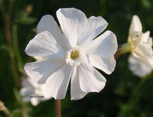 Silenka širolistá bílá (Silene latifolia Poiret, subsp. alba (Mill.) )