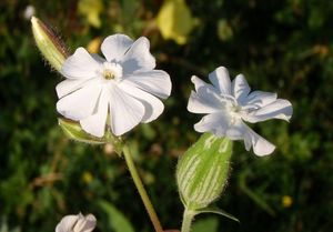 Silenka širolistá bílá (Silene latifolia Poiret, subsp. alba (Mill.) )