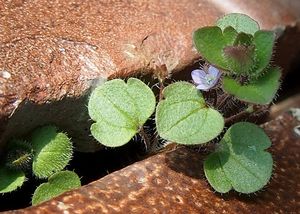 Rozrazil břečťanolistý (Veronica hederifolia)