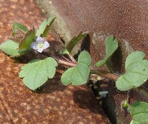 Rozrazil břečťanolistý (Veronica hederifolia)