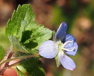 Rozrazil perský (Veronika persica)