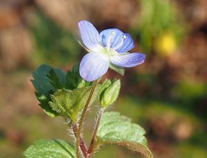 Rozrazil perský (Veronika persica)