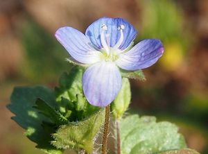 Rozrazil perský (Veronika persica)