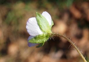 Rozrazil perský (Veronika persica)