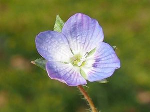 Rozrazil perský (Veronika persica)