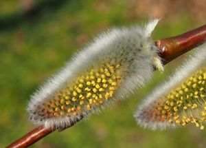 Vrba lýkovcová (Salix daphnoides Vill.)