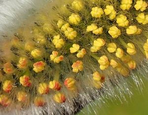 Vrba lýkovcová (Salix daphnoides Vill.)