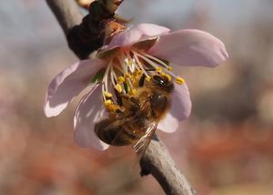 Mandloň obecná (Amygdalus communis)