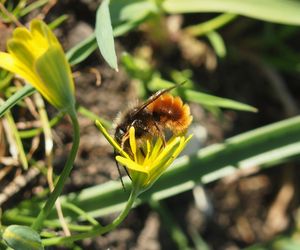 Křivatec žlutý (Gagea lutea)