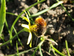 Křivatec žlutý (Gagea lutea)