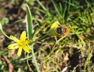 Křivatec žlutý (Gagea lutea)