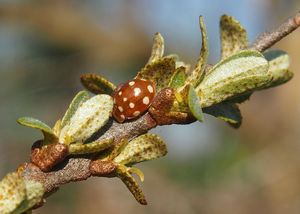 Rakytník řešetlákový (Hippophae rhamnoides)