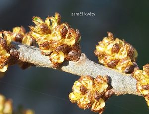 Rakytník řešetlákový (Hippophae rhamnoides)