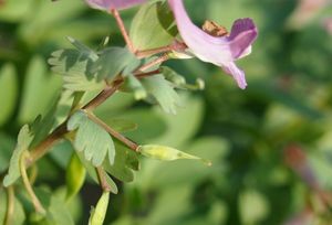 Dymnivka plná (Corydalis solida)