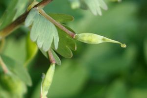 Dymnivka plná (Corydalis solida)