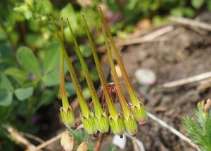 Pumpava rozpuková (Erodium cicutarium)