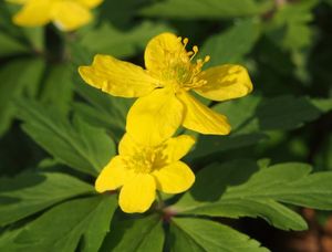 Sasanka pryskyřníkovitá (Anemone ranunculoides)