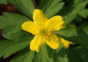 Sasanka pryskyřníkovitá (Anemone ranunculoides)