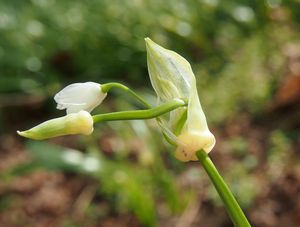 Česnek podivný (Allium paradoxum)