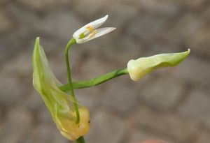 Česnek podivný (Allium paradoxum)