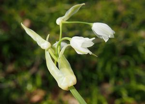 Česnek podivný (Allium paradoxum)