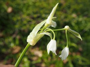 Česnek podivný (Allium paradoxum)